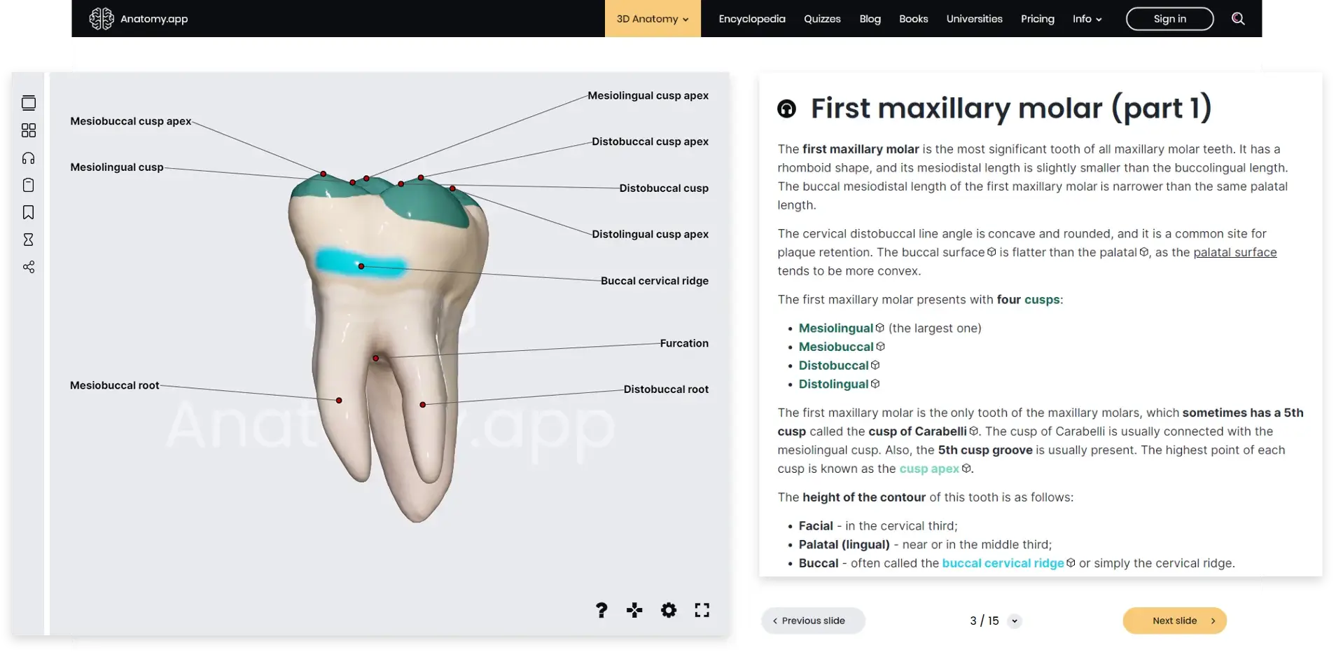 Dental Anatomy