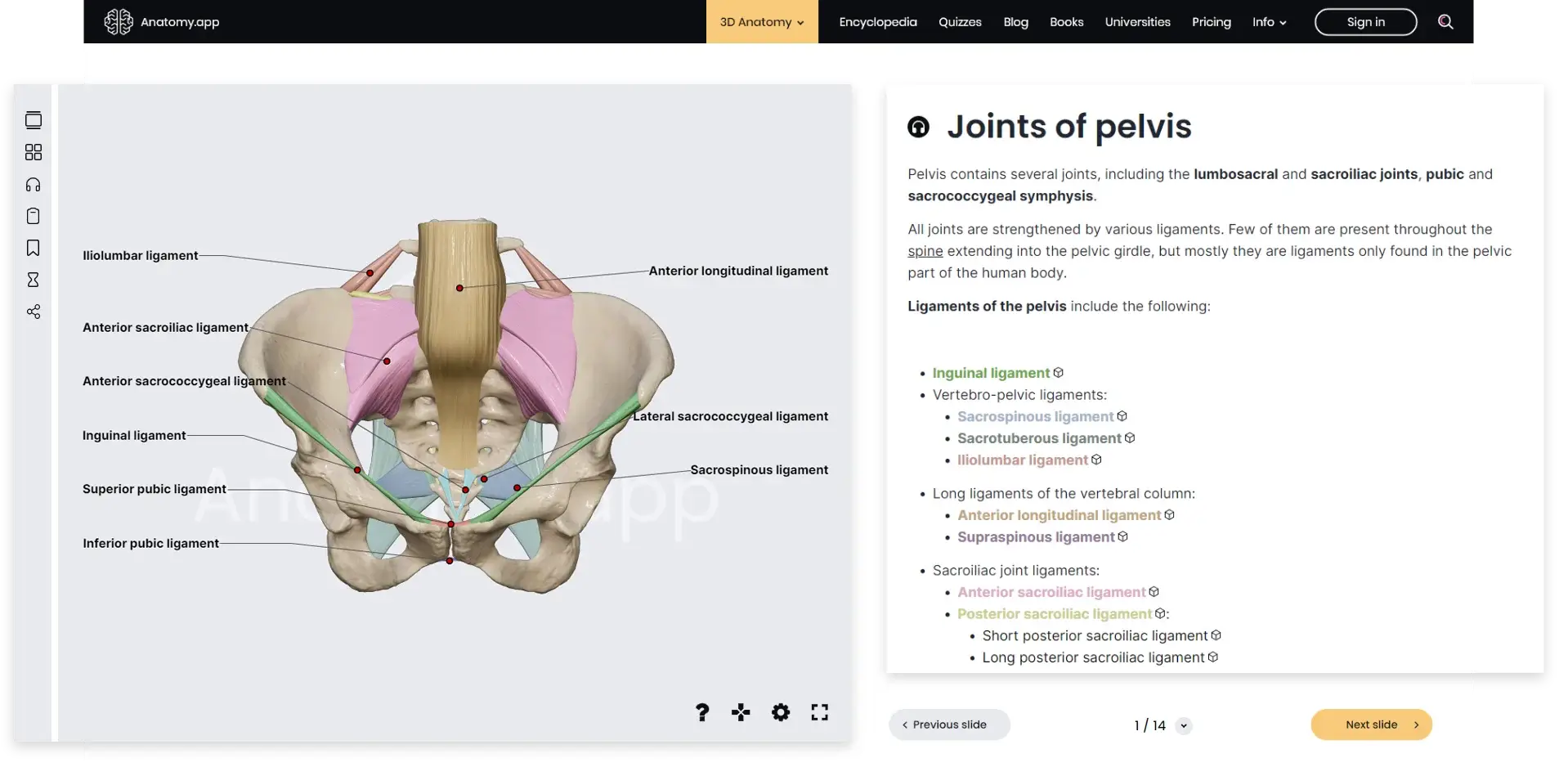 Pelvis